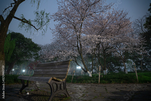 Night view of cherry blossom trees and benches in Jiangnan, China in spring photo