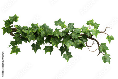 Green ivy vine branch isolated on transparent background
