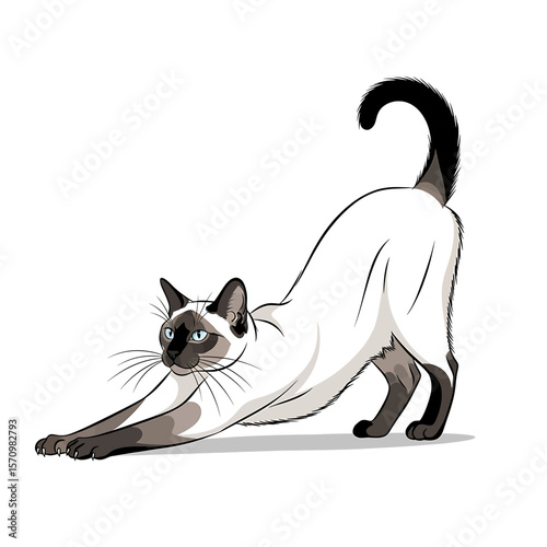 Siamese Cat Stretches, Flexing its Body, on White Background, Vector Illustration with copy space.