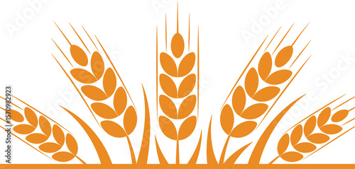 Stylized golden wheat stalks with sharp awns on a white background