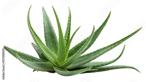 aloe Vera plant isolated on white background 