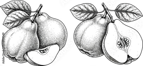 Detailed monochrome drawing of quince fruits with leaves and slices