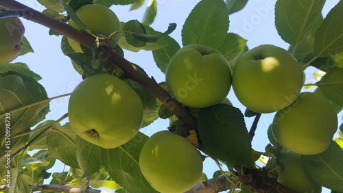 Green apples hanging on a tree branch under clear blue sky. The fresh foliage adds a vibrant contrast, bringing life to this sunny orchard scene. 3D, 4K.