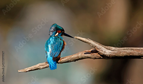 Male common kingfisher on a branch