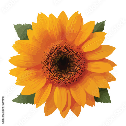 sunflower isolated in White Background, sunflower vector, Flat lay vector illustration