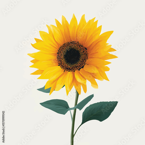 sunflower isolated in White Background, sunflower vector, Flat lay vector illustration
