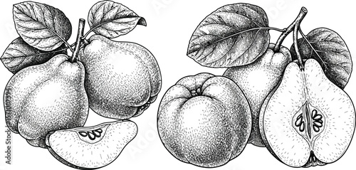 Detailed monochrome drawing of quince fruits with leaves and slices
