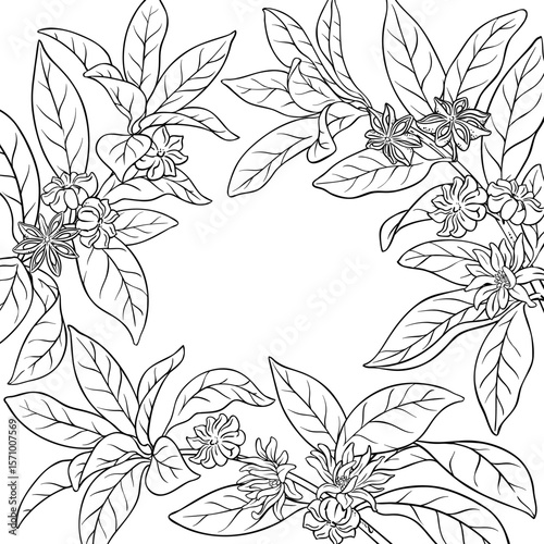 Anise Branch with Flowers, Seeds and Leaves and Leaves Outline Frame. Organic natural nutritional healthy food ingredient, vegetarian diet product. Vector isolated for design or decoration.