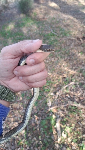serpiente