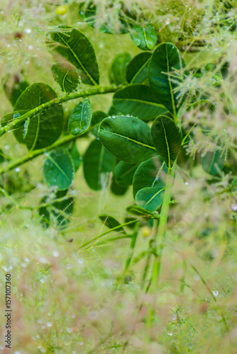 Selective focus vertical closeup of the cotinus coggyygria or smoke tree and its beautiful leaves and feathery flowers with beads of rain, Montreal, Quebec, Canada 