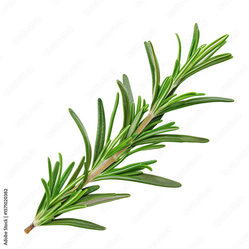 Fototapeta premium A fresh green sprig of rosemary with vibrant foliage, perfect for culinary use and garnishing dishes.