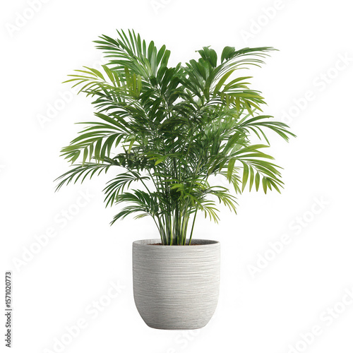 Lush green areca palm plant in a textured white pot isolated on transparent background