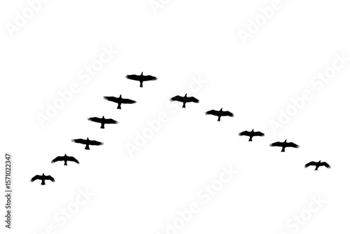 flock of geese