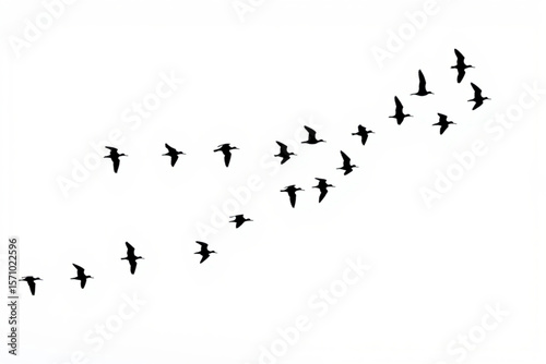 birds on white background