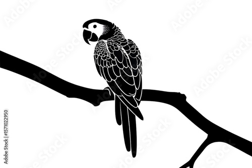 black and yellow macaw