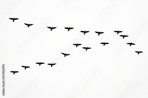 birds in flight