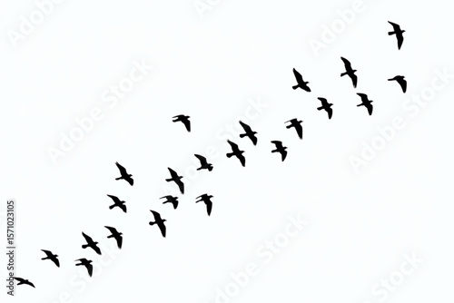 birds on a white background