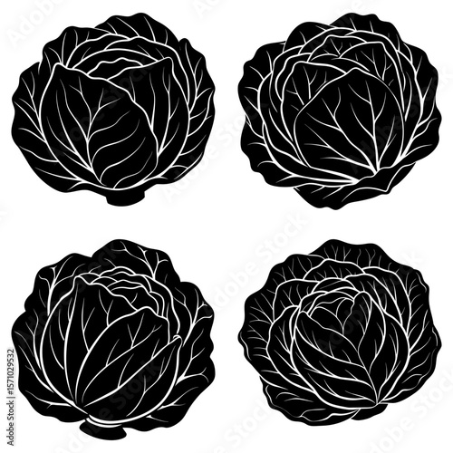 Four black and white vector illustrations of cabbages with detailed leaf structures and round shapes