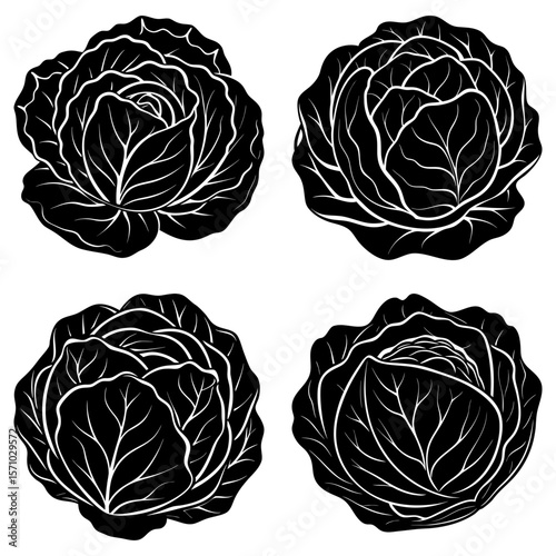 Four black and white cabbage heads with detailed leaf patterns arranged on a white background view from above