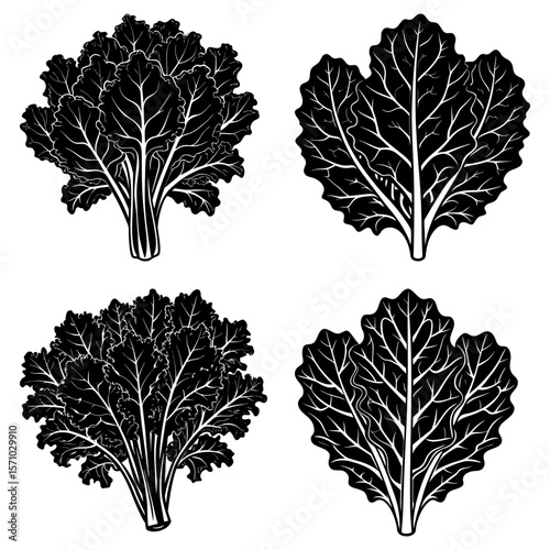 Black and white illustration of four kale plants with detailed leaf vein structures displayed well