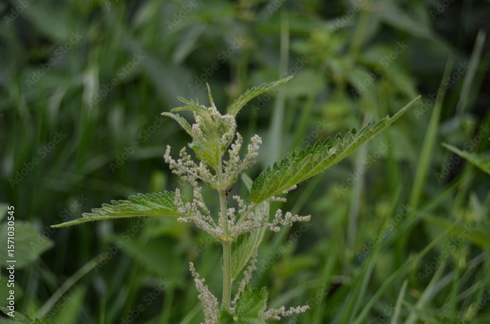 Naklejka premium young nettle plants