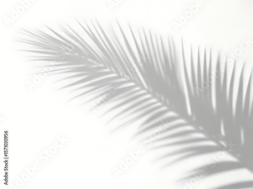 shadow overlay effects of realistic palm tree leaf shadow with light blur on transparent background,summer sunlight and shadow overlay effect,natural shadow of tropical plants