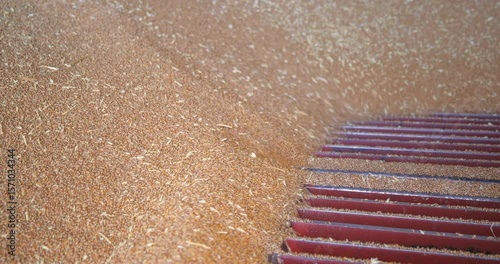 Loading wheat grains in a silo after harvest, close up