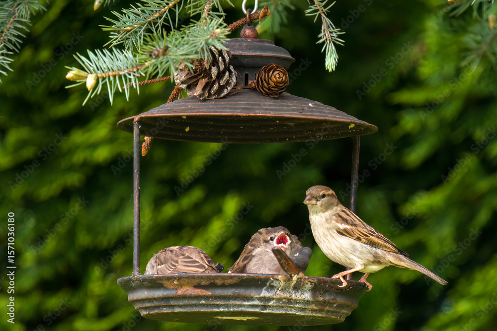 Naklejka premium young sparrow is waiting for feed