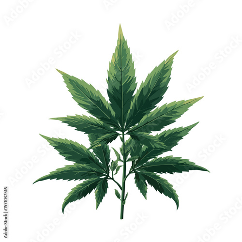 weed isolated in White Background, weed vector, Flat lay vector illustration
