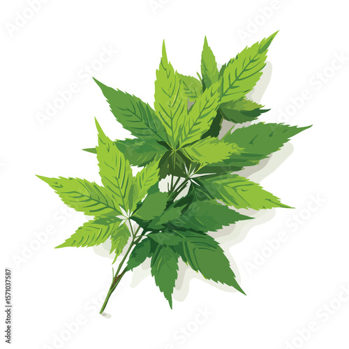 weed isolated in White Background, weed vector, Flat lay vector illustration
