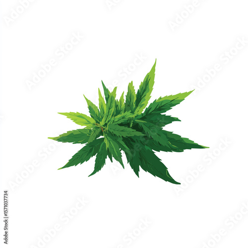 weed isolated in White Background, weed vector, Flat lay vector illustration