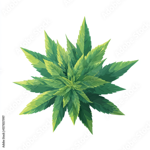 weed isolated in White Background, weed vector, Flat lay vector illustration