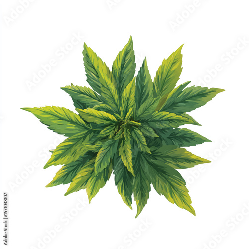 weed isolated in White Background, weed vector, Flat lay vector illustration