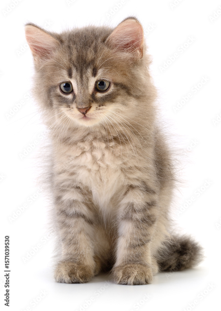 Obraz premium Kitten on white background.