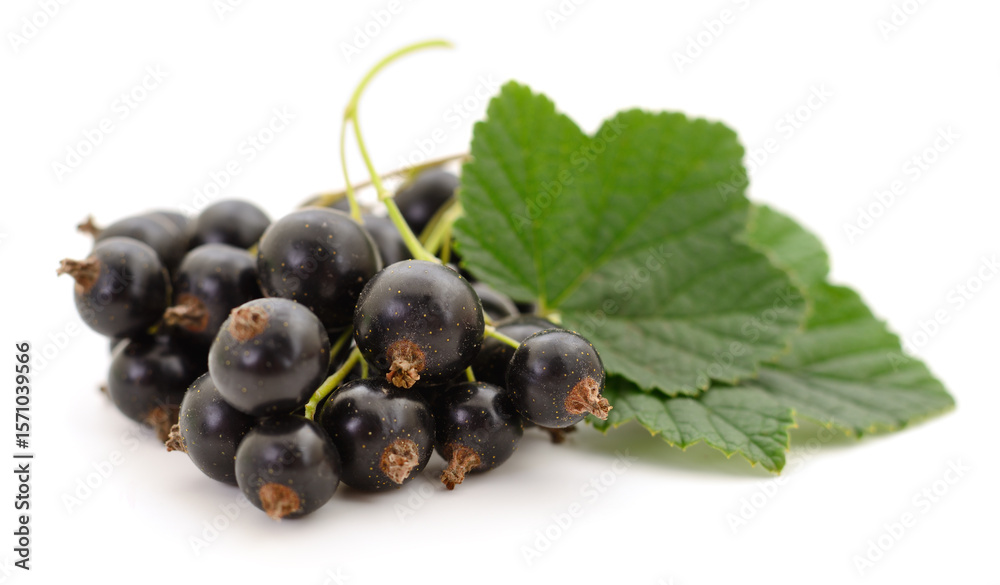 Black currants isolated. Black currants isolated.