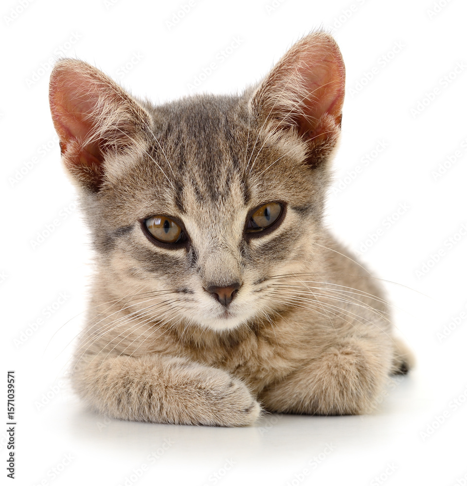 Obraz premium Kitten on white background.