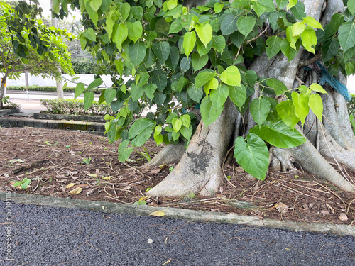 Bodhi tree in the park. (Ficus religiosa)