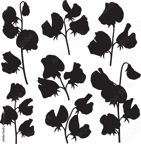 A comprehensive collection of black silhouette sweet pea flower illustrations, showcasing various detailed stems, buds, and blooming petals, perfect for floral and garden designs