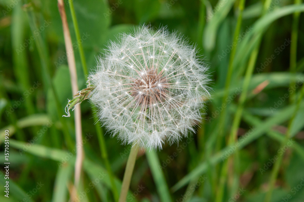 Fototapeta premium Green field with fluffy white dandelions in sunny day, close-up. Summer vibes. White dandelion flowers blowballs for background, post, screensaver, wallpaper, postcard, banner, cover, website