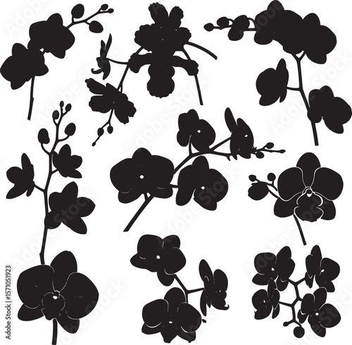 Collection of elegant orchid flower silhouettes with delicate petals and graceful stems, perfect for botanical illustrations, tropical themes, floral designs, and luxurious decorative elements