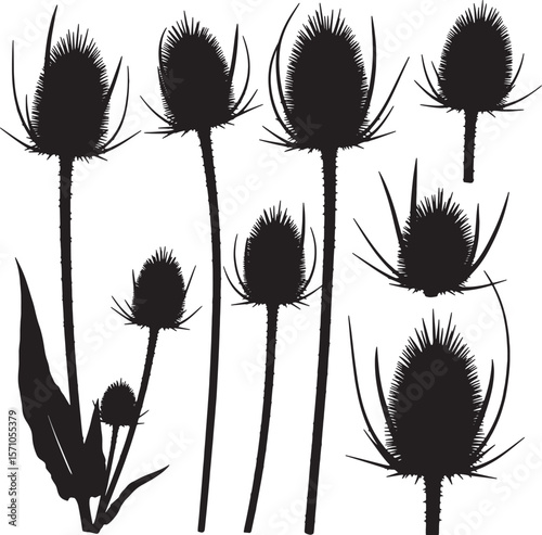 A striking collection of teasel plant silhouettes, showcasing their unique spiky seed heads and stems, perfect for rustic designs, natural textures, and decorative botanical patterns