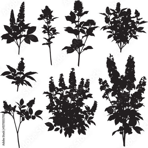 Collection of lilac flower and bush silhouettes, ideal for botanical, nature, and garden design themes. Perfect for spring illustrations, floral motifs, and organic patterns