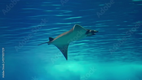 Stingrays in huge aquarium at oceanarium. Observing the life of animals 