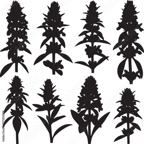 A comprehensive set of diverse bugleweed plant silhouettes, ideal for botanical illustrations, natural herbal product designs, and elegant decorative elements with an organic touch