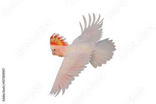 Beautiful flying Major Mitchell's Cockatoo isolated on transparent background png file	