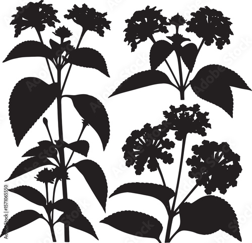 A set of detailed plant silhouettes, featuring clusters of small blossoms and broad leaves, perfect for botanical illustrations, natural patterns, and elegant floral designs
