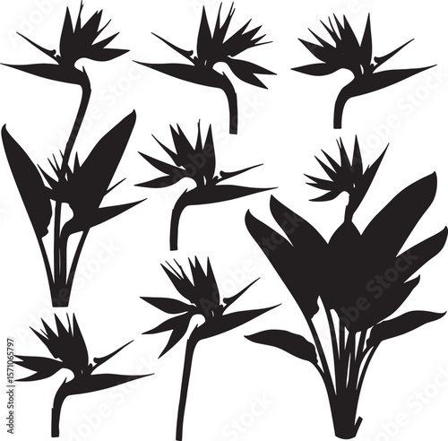Collection of exotic Bird of Paradise flower silhouettes with striking shapes and leaves, perfect for tropical, botanical, vibrant, and natural-themed design projects