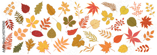 Set of autumn leaves and branches from different trees, maple, oak, aspen, chestnut. Simple flat falling yellow, red, orange autumn leaf. Vector illustration on white background