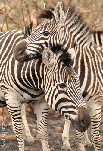 Cape mountain zebras (Equus zebra zebra) huddled together 