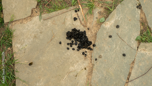 Scattered dark deer droppings dotting a stone pathway, surrounded by lush grass and twigs, create a vivid representation of a natural outdoor scene rich in wildlife activity.
